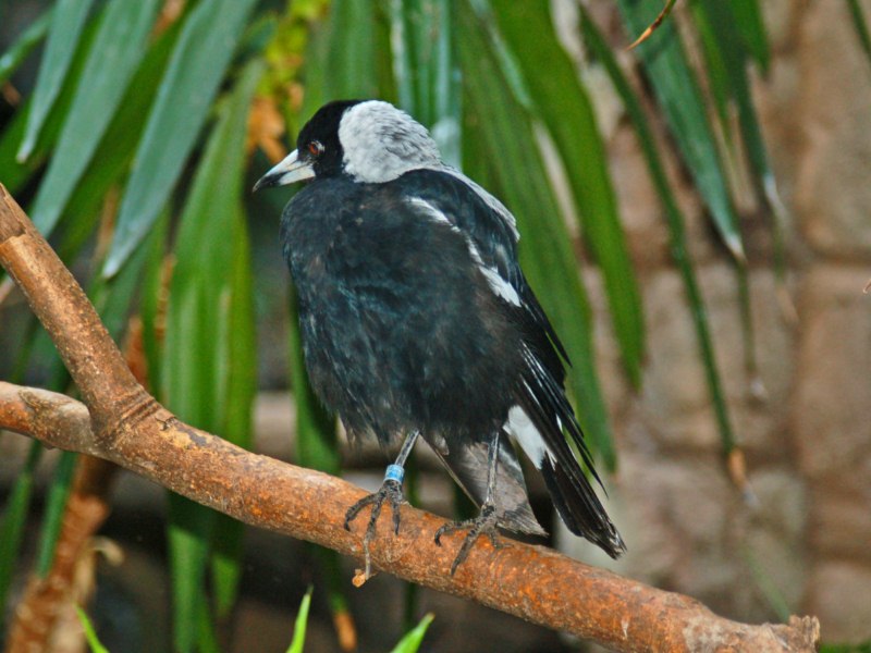 Alcuni piccoli uccelli da identificare